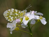 Orange Tip on Cuckoo Flower 160510_2